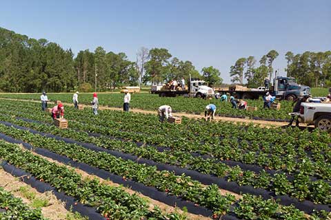Lawsuit Challenges Toxic Pesticide Approvals Near Public Schools in Pajaro Valley